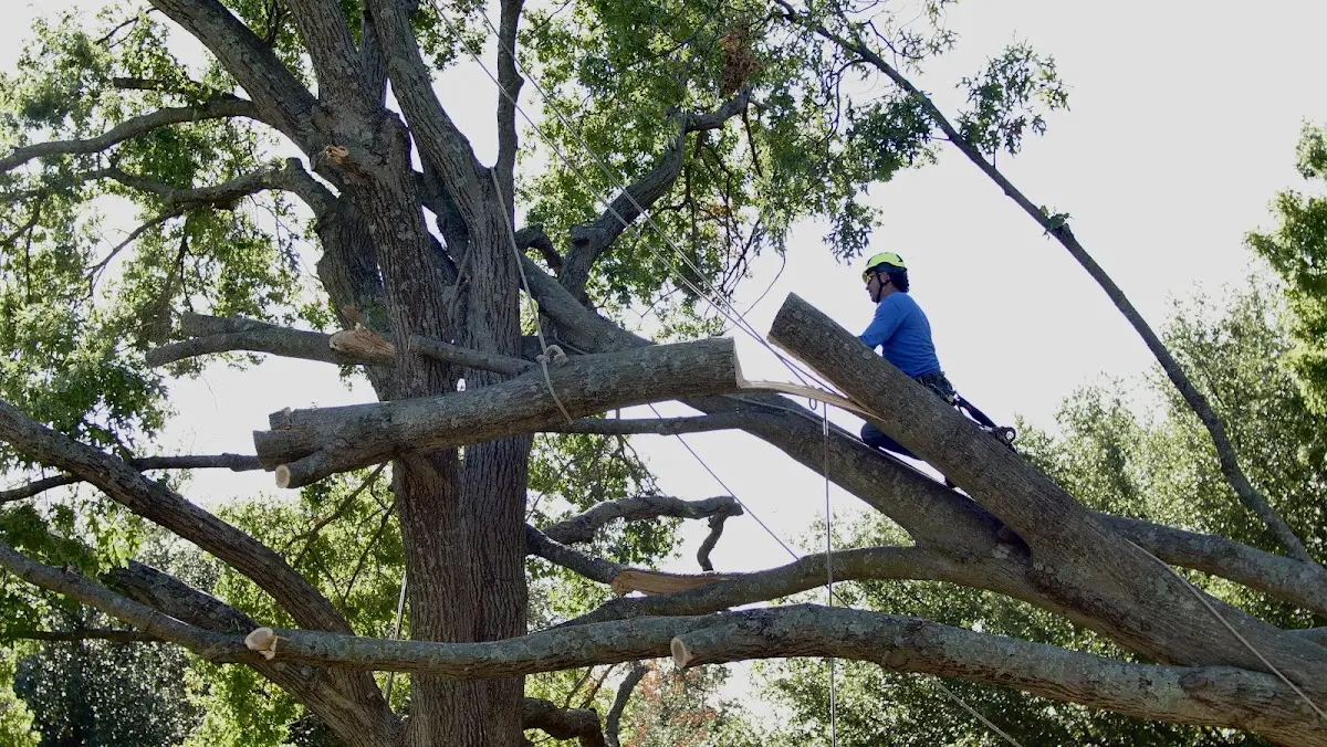 Professional Crown Thinning performed by certified arborists in Waring